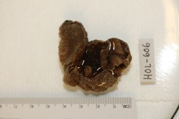Media type: image;   Invertebrate Zoology HOL-606 Description: Preserved specimen.;